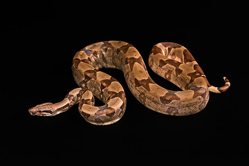 Image showing Boa constrictors  isolated on black background