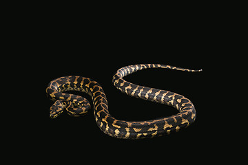 Image showing The male morelia spilota harrisoni python on black background