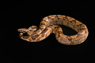 Image showing Boa constrictors  isolated on black background