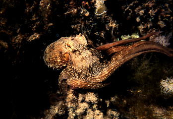 Image showing Common Octopus in the Mediterranean Sea. Octopus Vulgaris.