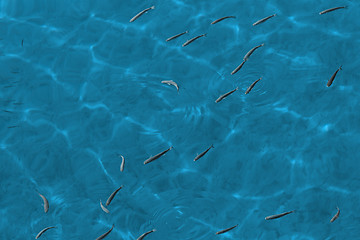 Image showing Small fish