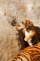 Image showing Tiger mum