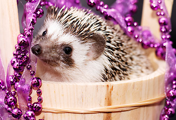 Image showing A cute little hedgehog - ( African white- bellied hedgehog )