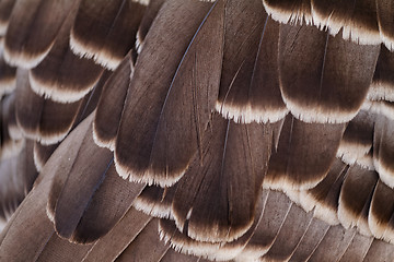 Image showing Feathers