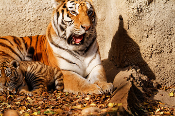 Image showing Tiger mum