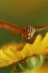 Image showing Orange butterfly