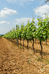 Image showing Tokay grapes