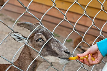 Image showing feeding goat