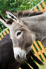 Image showing Donkey