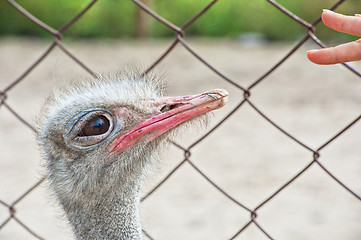 Image showing ostrich