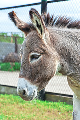 Image showing Donkey