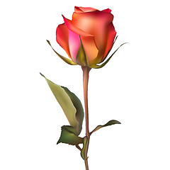 Image showing Orange red Rose. EPS 10
