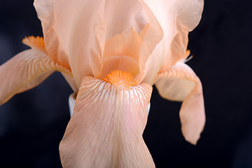 Image showing Orange Cosmos flower on black background