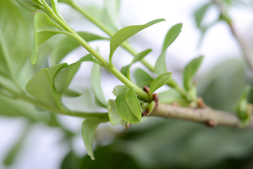 Image showing green leaves background close up