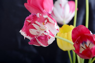 Image showing Red tulips on black, flowers