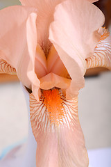 Image showing A close-up of an orange Easter cactus bloom.