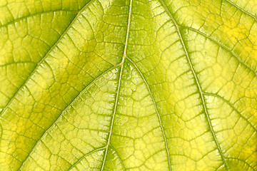 Image showing green leaf close up nature background