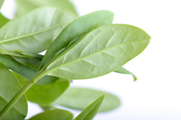 Image showing green leaf background