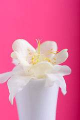 Image showing bouquet of white flowers