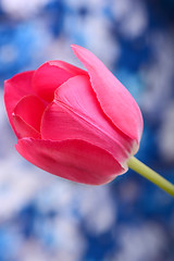 Image showing Red tulips on blue and white background