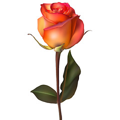 Image showing Orange red Rose. EPS 10