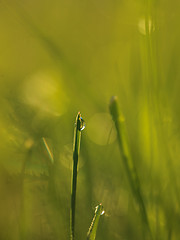 Image showing grass with dew drops