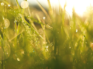 Image showing grass with dew drops