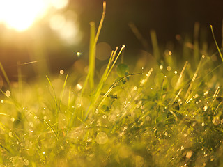 Image showing grass with dew drops