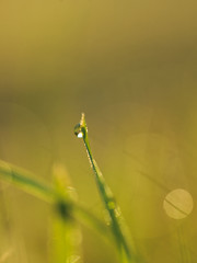 Image showing grass with dew drops