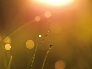 Image showing grass with dew drops