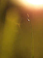 Image showing grass with dew drops