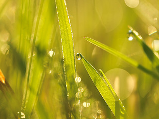 Image showing grass with dew drops