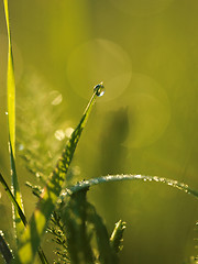 Image showing grass with dew drops