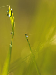 Image showing grass with dew drops