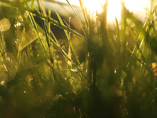 Image showing grass with dew drops