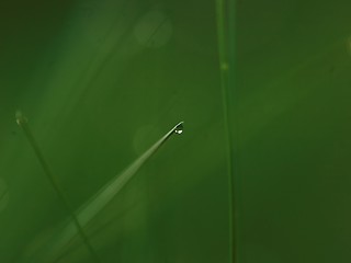 Image showing grass with dew drops