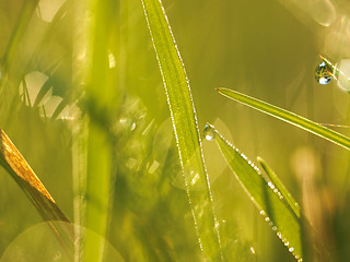 Image showing grass with dew drops