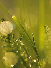 Image showing grass with dew drops