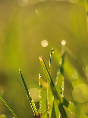 Image showing grass with dew drops