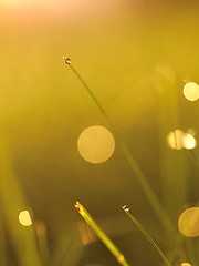 Image showing grass with dew drops