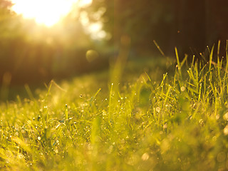 Image showing grass with dew drops