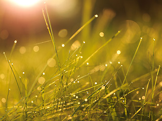 Image showing grass with dew drops