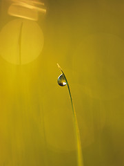 Image showing grass with dew drops