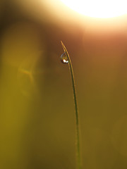 Image showing grass with dew drops