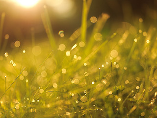 Image showing grass with dew drops