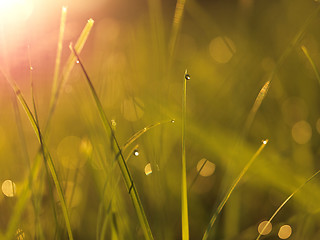 Image showing grass with dew drops