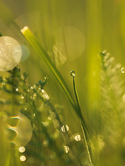 Image showing grass with dew drops