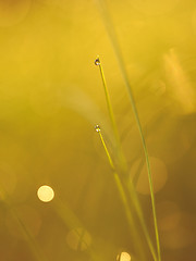 Image showing grass with dew drops