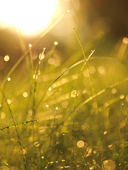 Image showing grass with dew drops