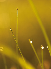 Image showing grass with dew drops